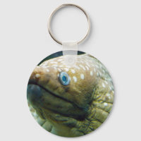 Spotted Moray Eel