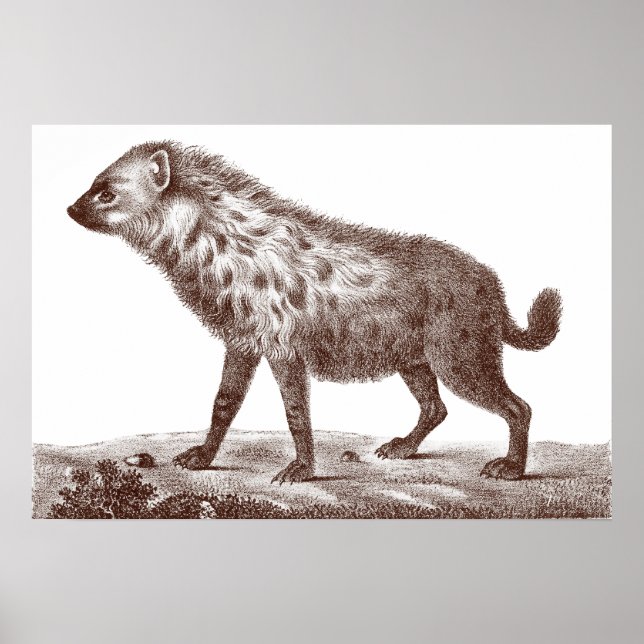 Spotted or Striped Hyena From Antique Print Poster (Vorne)