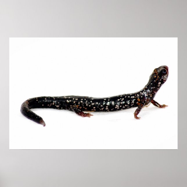 spotted salamander of North America print Poster (Vorne)
