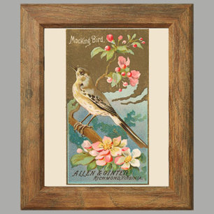 Spötter, Satz von 8 (5 von 8) Vogelgalerie-Wand Poster