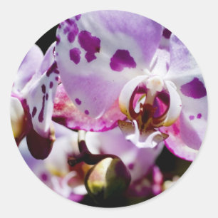 Spotty Orchid Runder Aufkleber