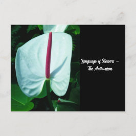 Sprache der Blume - Anthurium Postkarte