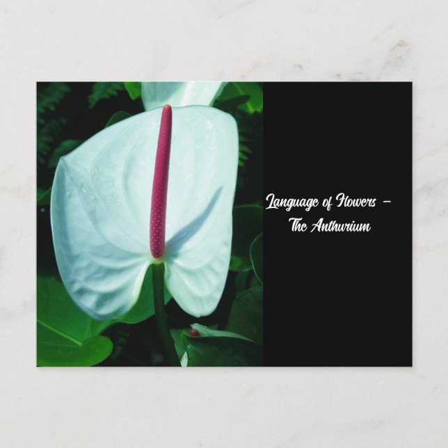 Sprache der Blume - Anthurium Postkarte (Vorderseite)