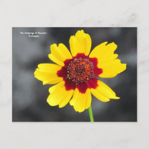 Sprache der Blume: AStV Postkarte