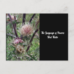 Sprache der Blume Bull Thistle Postcard Postkarte