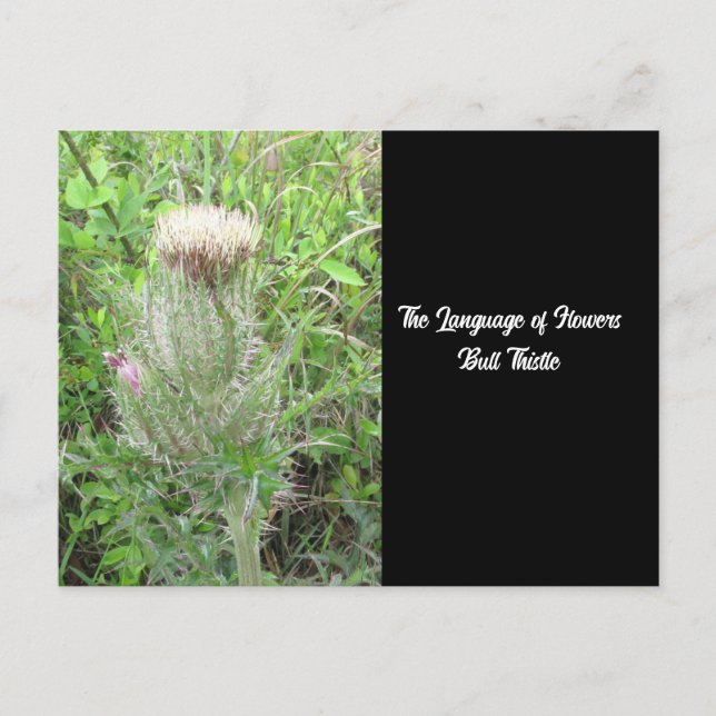Sprache der Blume Bull Thistle Postkarte (Vorderseite)