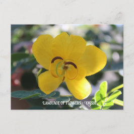 Sprache der Blume: Cassia Postkarte