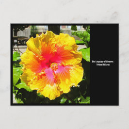 Sprache der Blume Gelber Hibiskus Postkarte