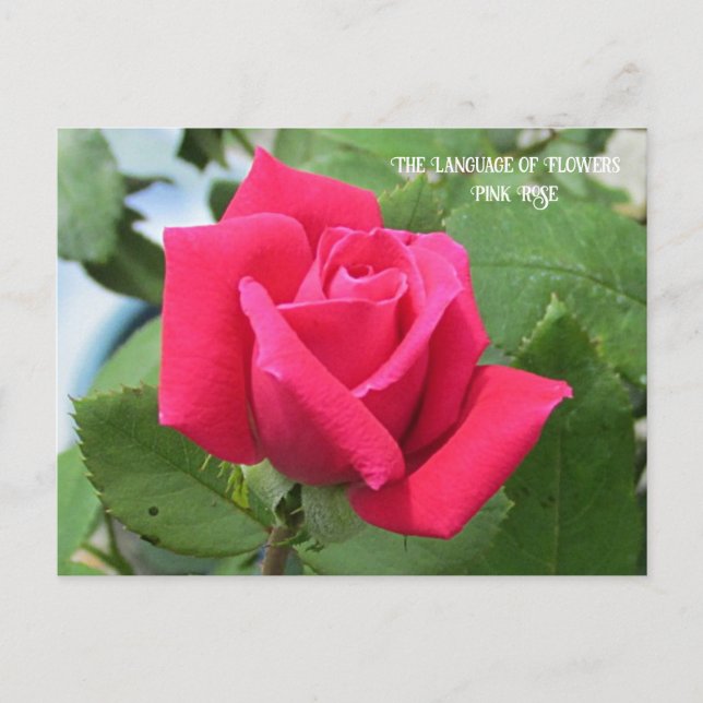Sprache der Blume Rosa Rose Postkarte (Vorderseite)