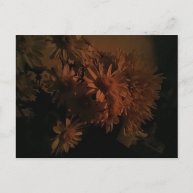 Spray chrysanthemums under dim lighting postkarte (Vorderseite)