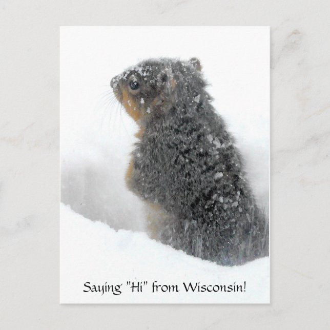 Sprichwort Hi von Wisconsin Snowy Eichhörnchen Postkarte (Vorderseite)