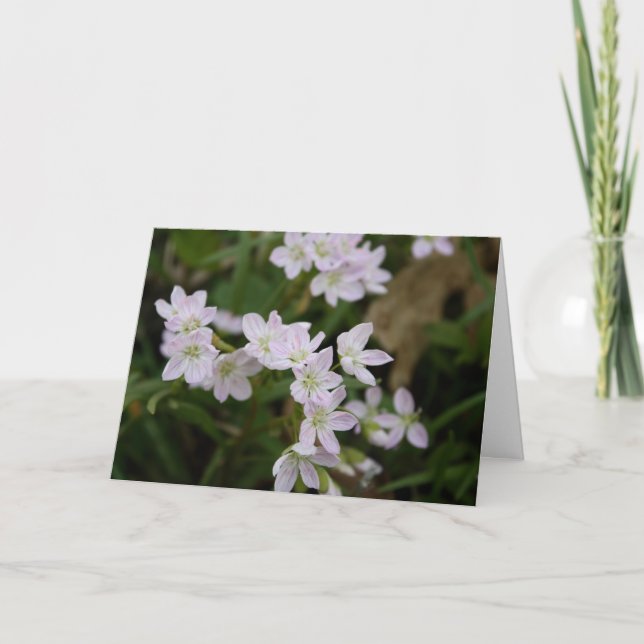 Spring Beauties (Claytonia virginica) Karte (Vorderseite)