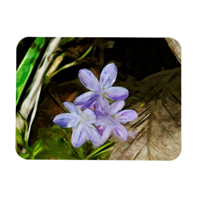 Spring Beauty eine Lila Wildblume Abstrakt Magnet (Horizontal)