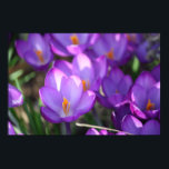 Spring Beauty Poster<br><div class="desc">Ein schönes Krokus-Foto.</div>
