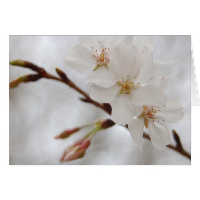 Spring Blossom (Vorderseite (Horizontal))