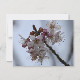 Spring Blossom Postkarte