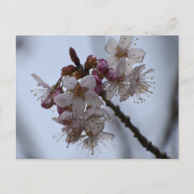Spring Blossom Postkarte (Vorderseite)