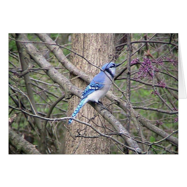 Spring Blue Jay Card (Vorderseite (Horizontal))