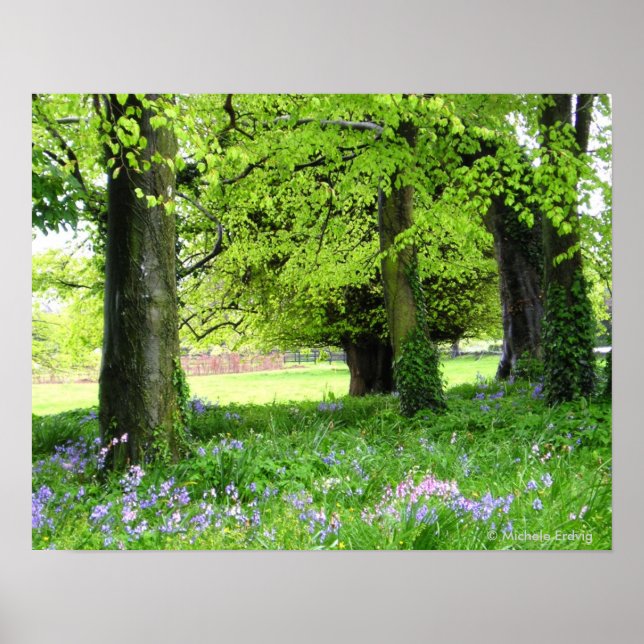 Spring Bluebell Forest Print Poster (Vorne)