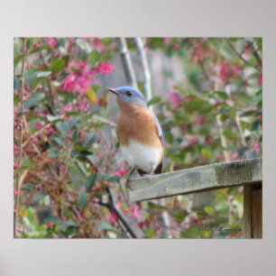 Spring Bluebird Poster