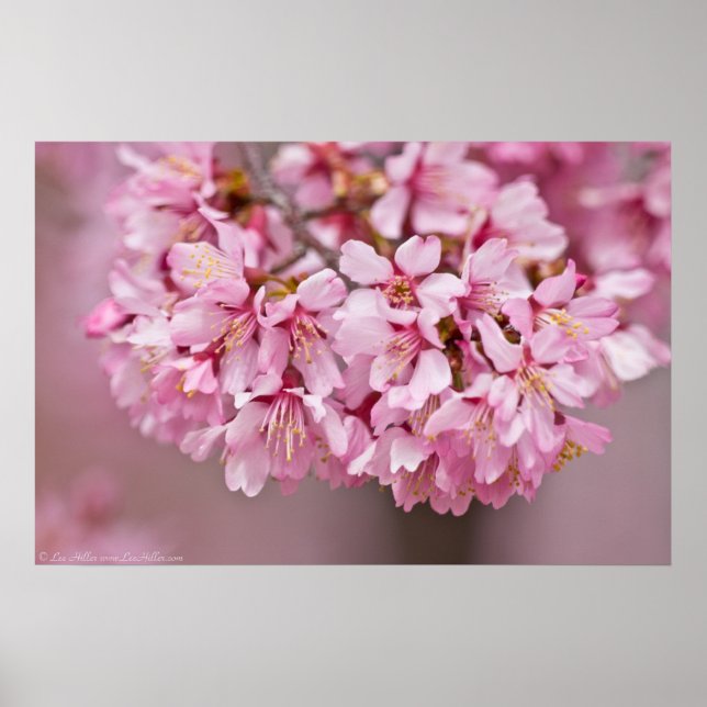 Spring Bouquet Japanese Cherry Blossom Poster (Vorne)