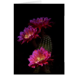 Spring Cactus Blume trio