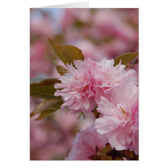 Spring Cherry Blossom (Vorne)
