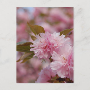 Spring Cherry Blossom Postkarte
