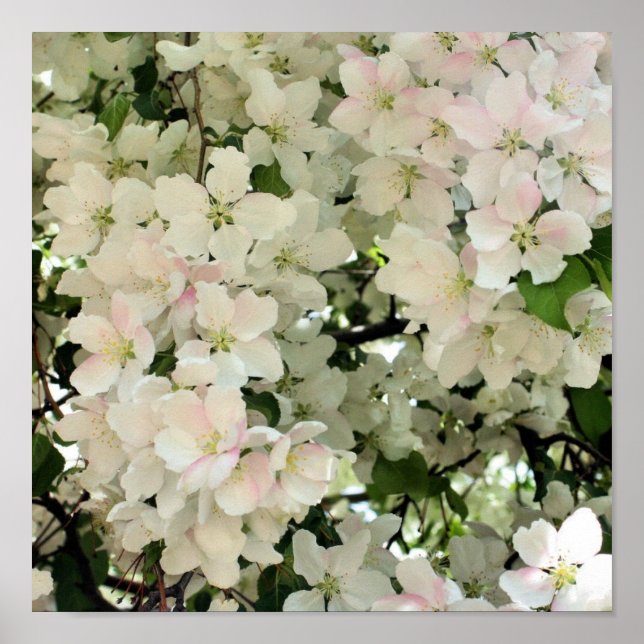 Spring Crabapple Flower Blossoms Close Up Poster (Vorne)
