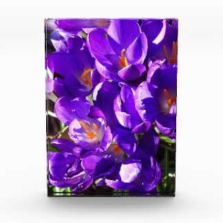 SPRING CROCUS FOTOBLOCK
