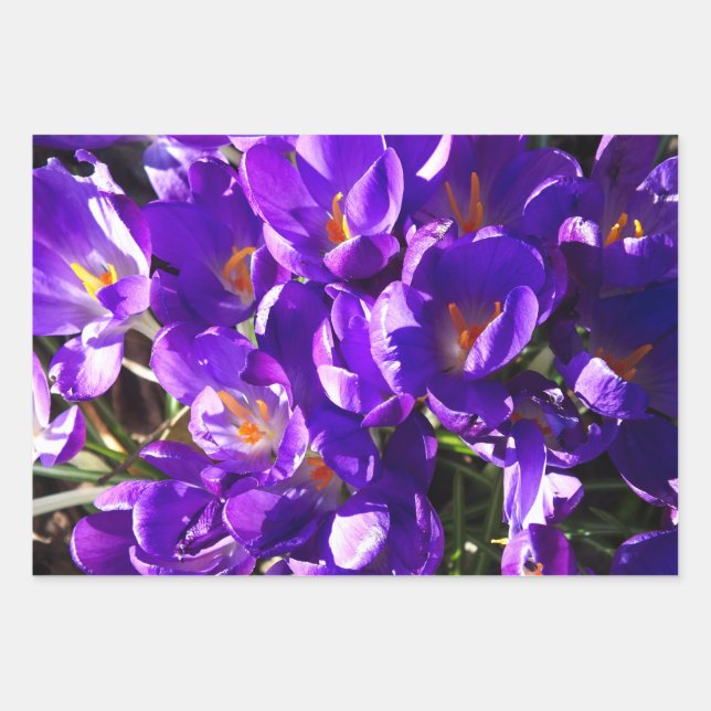 SPRING CROCUS GESCHENKPAPIER SET (Vorderseite)