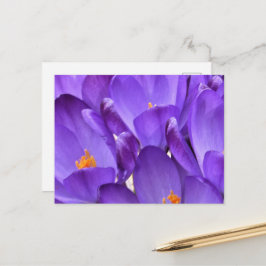 Spring Crocus Photography Postkarte
