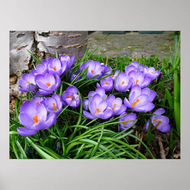 Spring Crocus Poster (Vorne)
