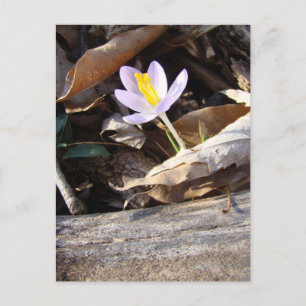 Spring Crocus Postkarte