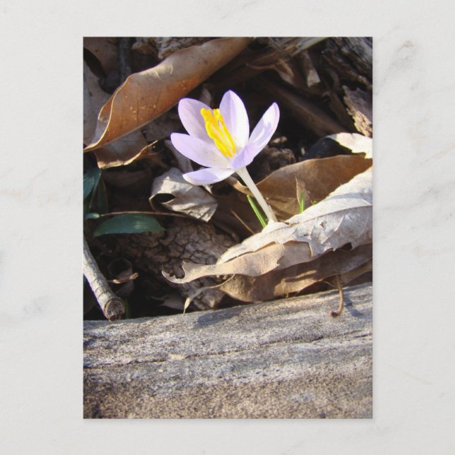 Spring Crocus Postkarte (Vorderseite)