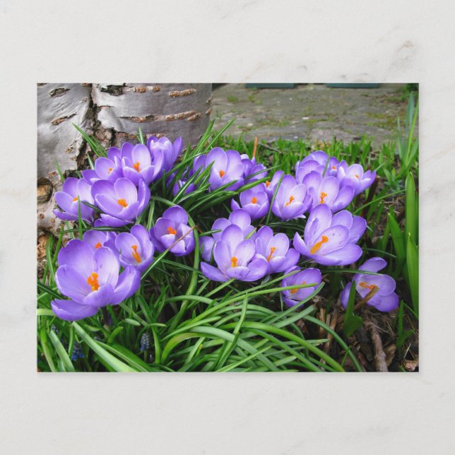 Spring Crocus Postkarte (Vorderseite)