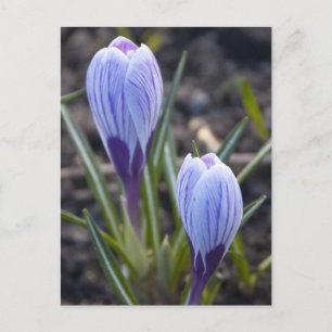 SPRING CROCUS POSTKARTE