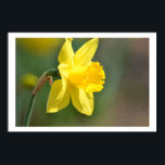 Spring Daffodil Poster<br><div class="desc">Spring Daffodil</div>