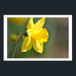 Spring Daffodil Poster<br><div class="desc">Spring Daffodil</div>