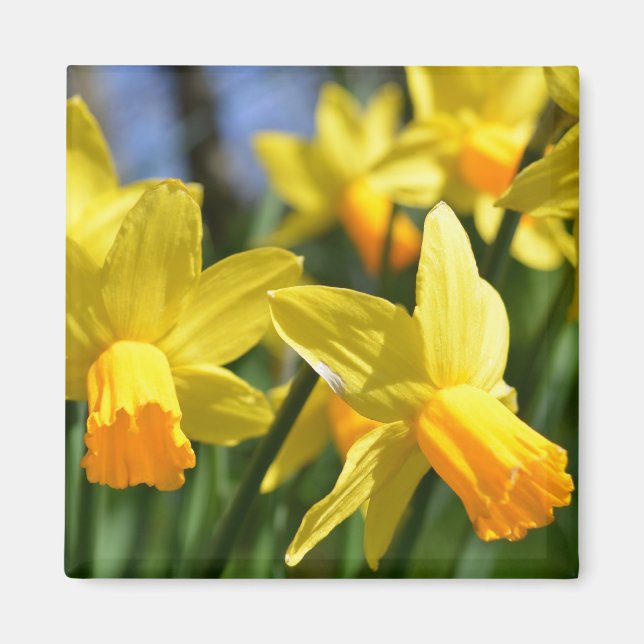 Spring Daffodils Blume Magnet (Vorne)