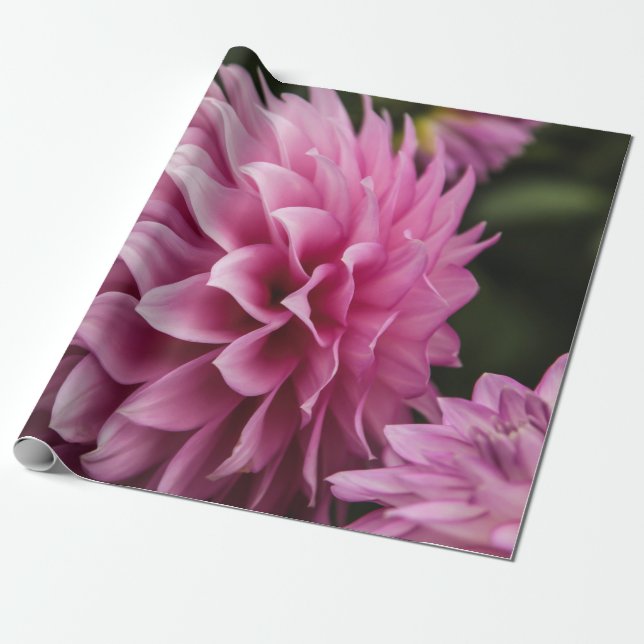 Spring Dahlia Blume Geschenkpapier (Ungerollt)