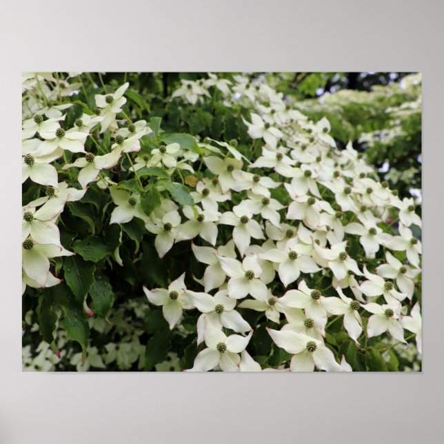 Spring Dogwoods in Marshall Bloom Poster (Vorne)