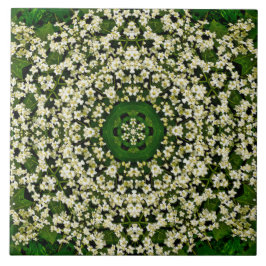 Spring Elderberry Blume Keramik Tile Fliese