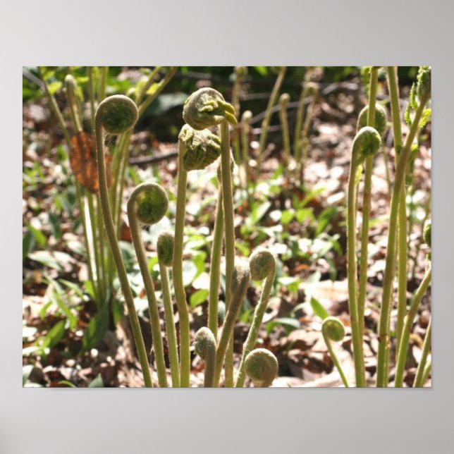 Spring Fiddlehead Ferns Nature Poster (Vorne)