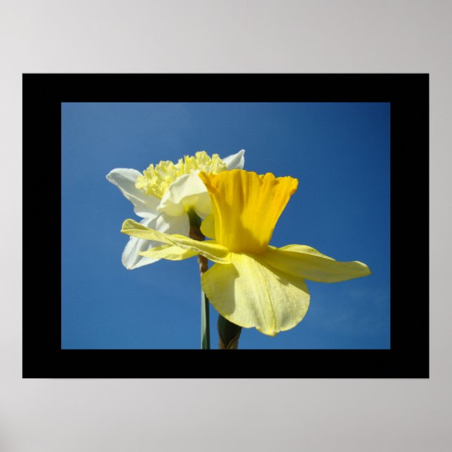 Spring Fine Art Prints Yellow Daffodil Blue Sky Poster (Vorne)