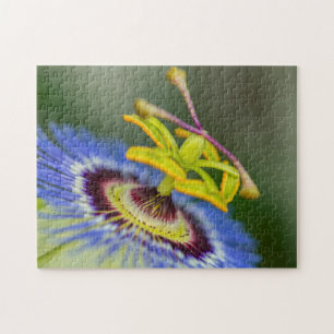 Spring Garden - Passion Blume