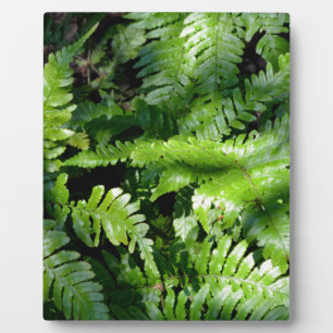 Spring Green Ferns boho botanisch Fotoplatte