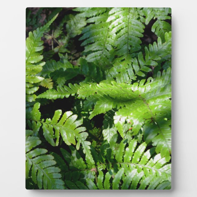 Spring Green Ferns boho botanisch Fotoplatte (Vorderseite)