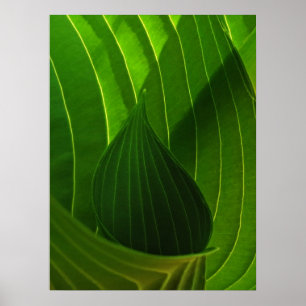 Spring Green Hosta Leaf Poster Print