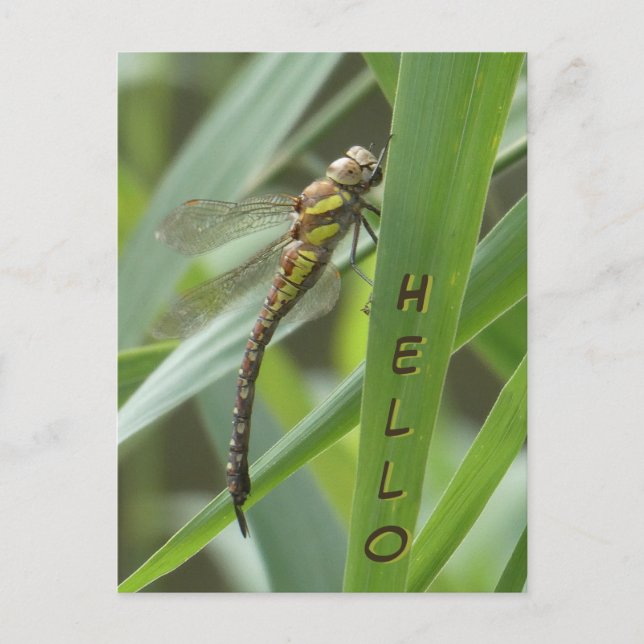 Spring Hawker Dragonfly HELLO Postcard Postkarte (Vorderseite)